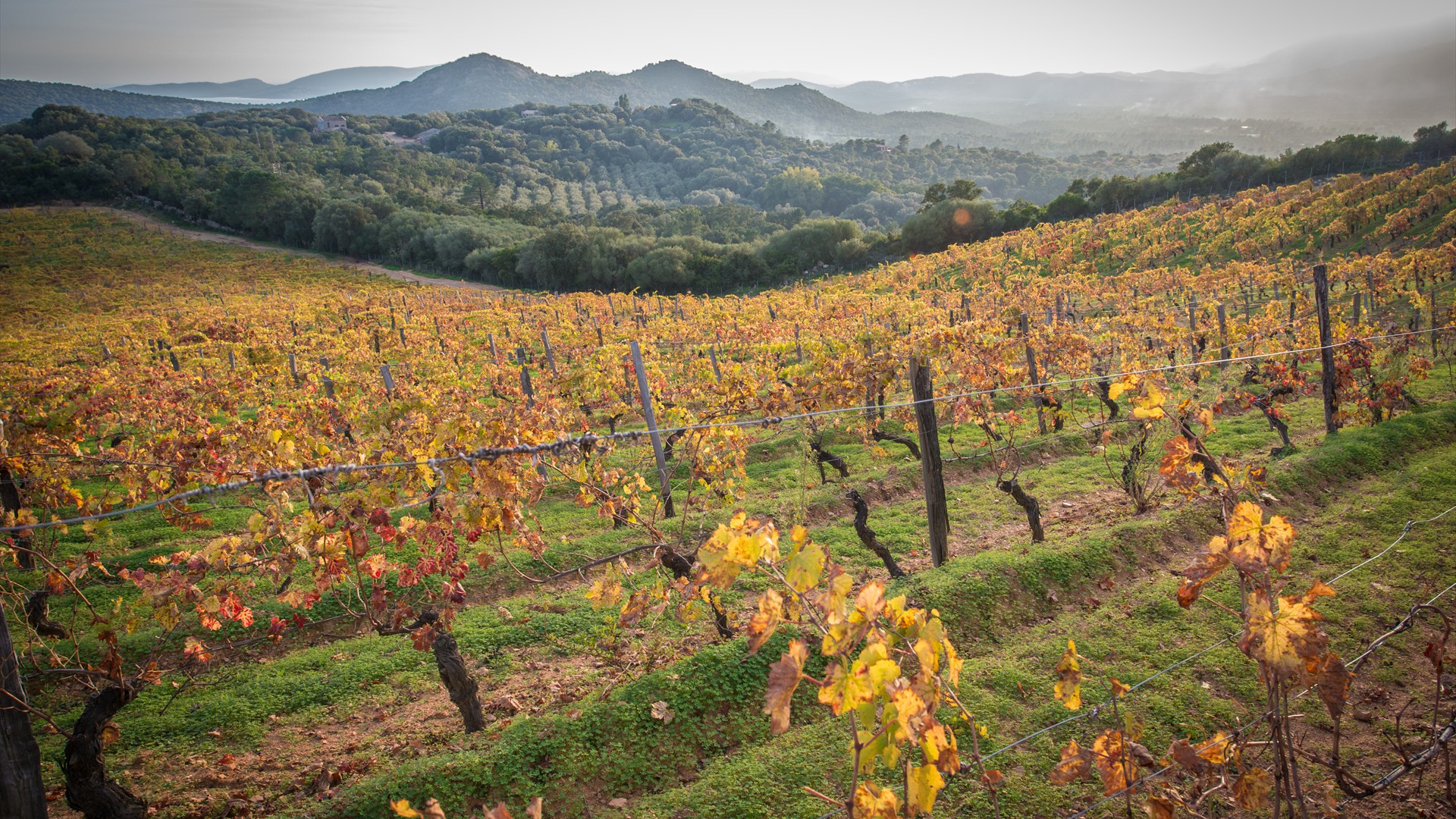 Domaine-Torraccia_Automne_©Claude Cruells-15