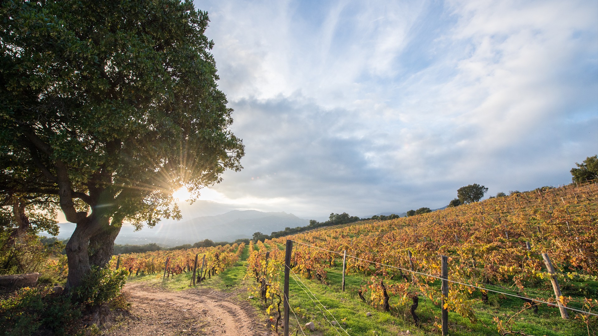 Domaine-Torraccia_Automne_©Claude Cruells-22