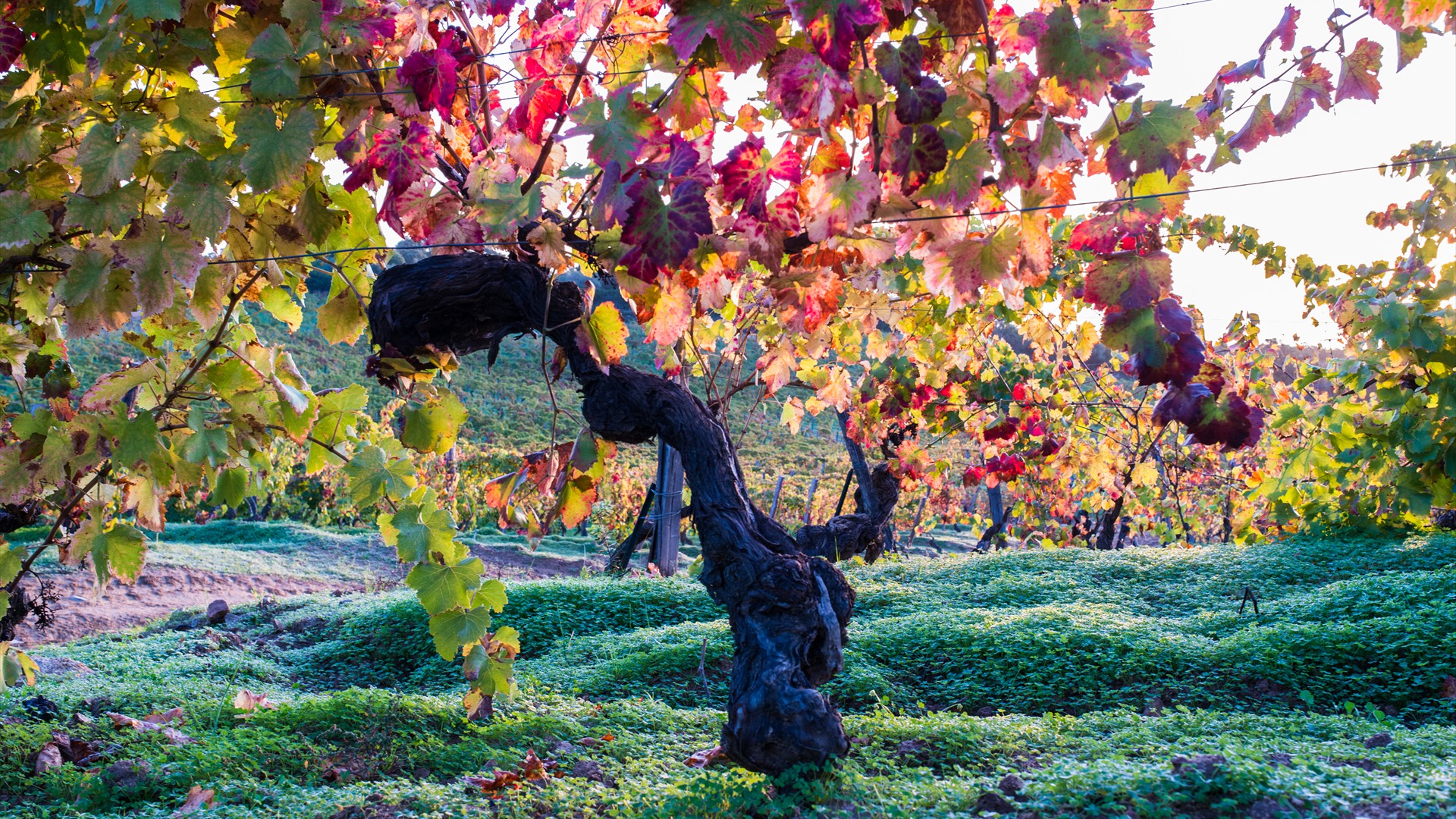 Domaine-Torraccia_Automne_©Claude Cruells-27
