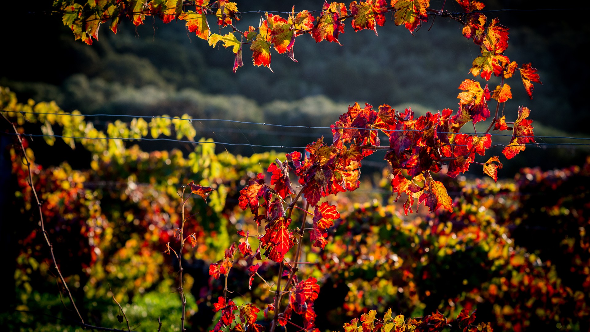 Domaine-Torraccia_Automne_©Claude Cruells-44