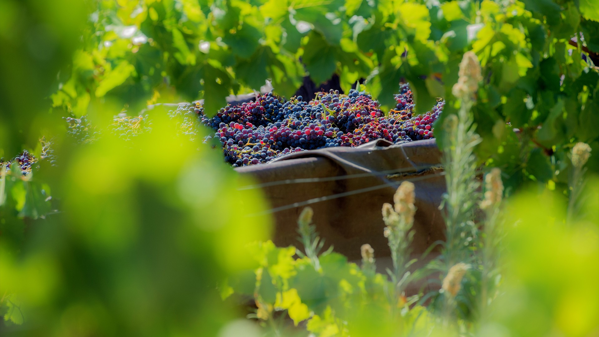 Domaine-Torraccia_Vendanges_©Claude Cruells- 84