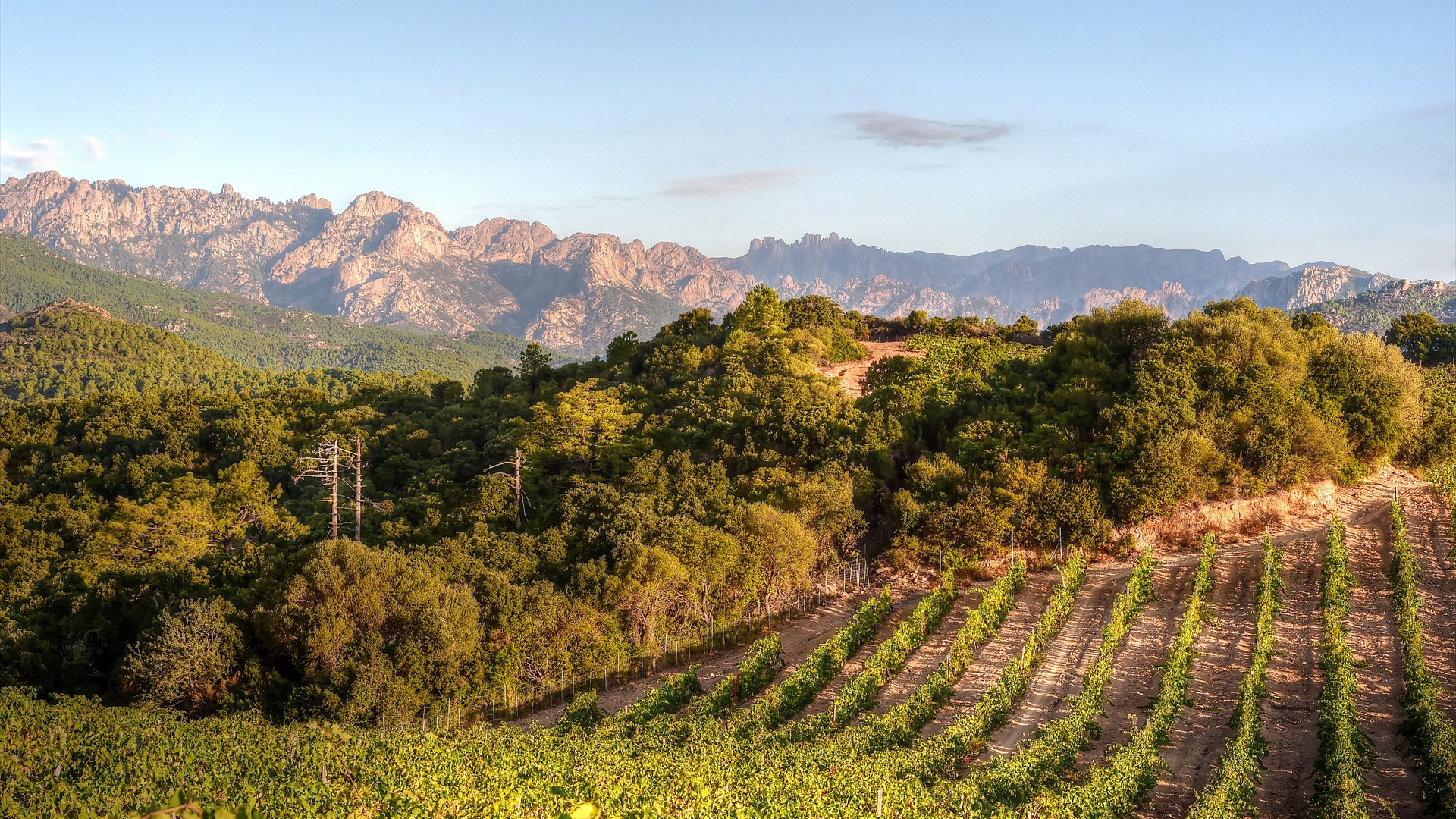 Domaine-Torraccia_Vendanges_©Claude Cruells- 97