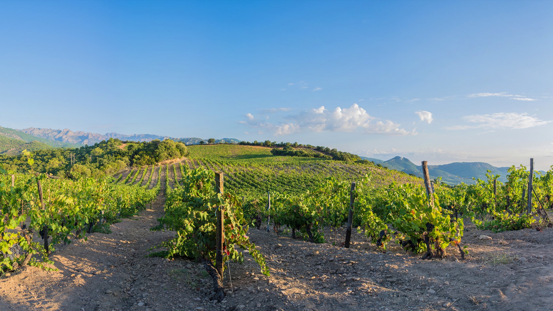 Domaine-Torraccia_Vendanges_©Claude Cruells- PHD_101